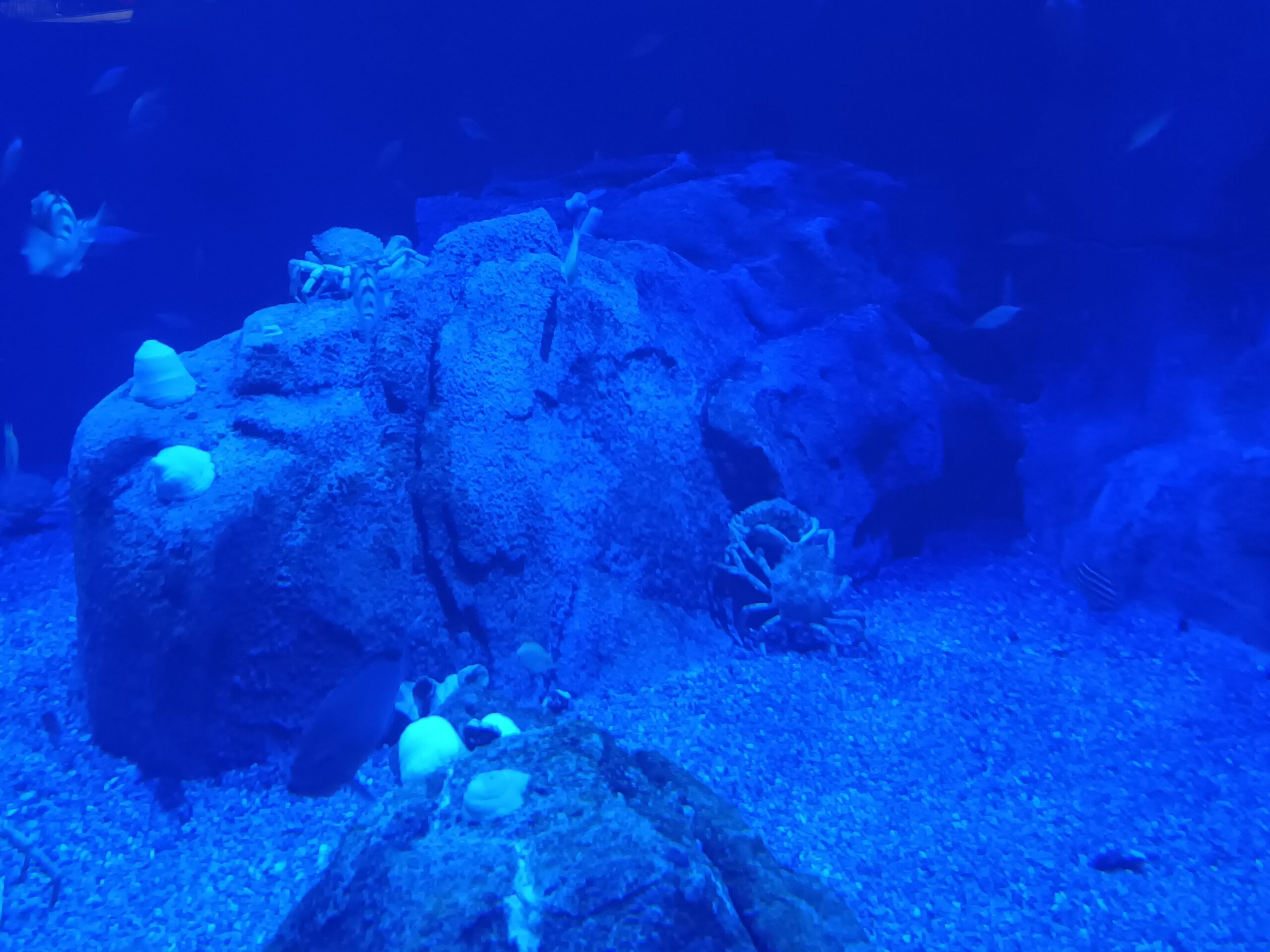 spider crabs